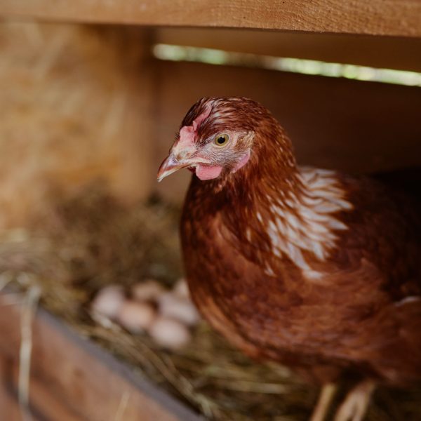 hens-are-sitting-henhouse-eco-poultry-farm-freerange-chicken-farm-scaled.jpg